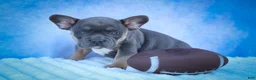 Frenchton dogs for sale: Quest - Ad 10