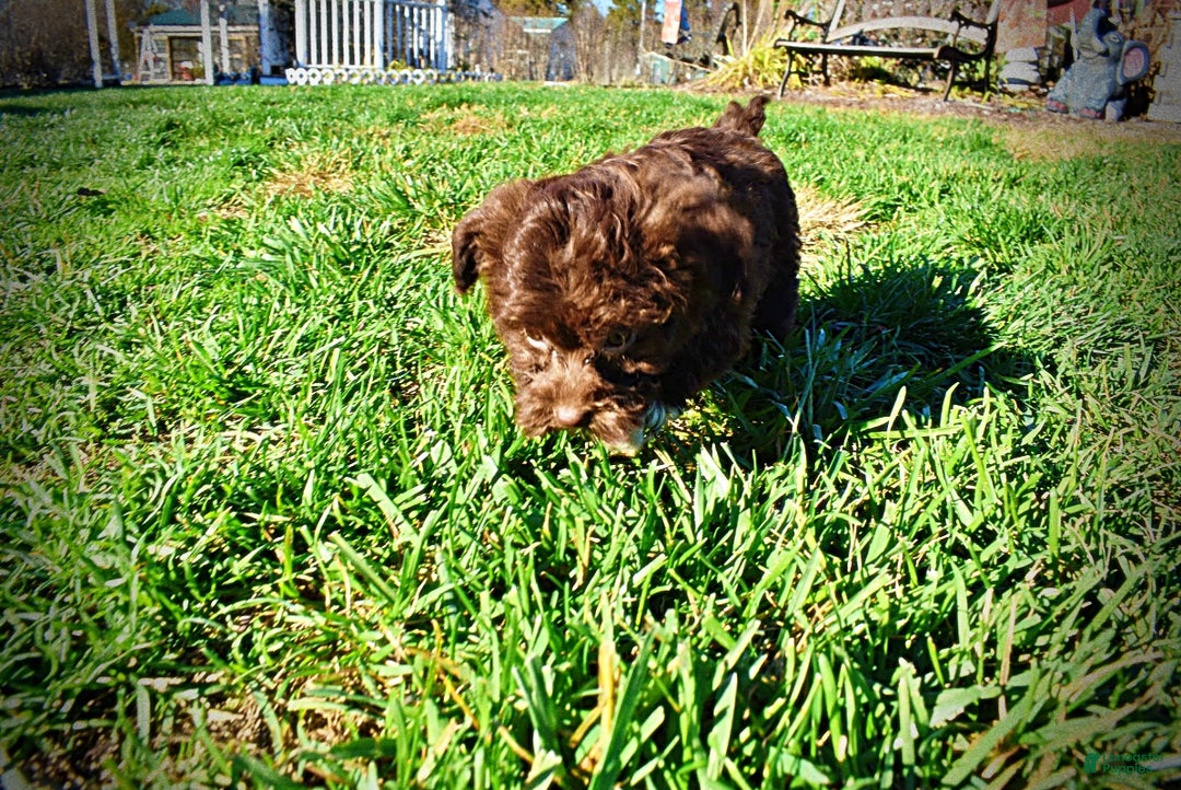 Havapoo dogs for sale: Sassy - Ad 16