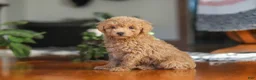 Miniature Poodle dogs for sale: Chloe - Ad 6
