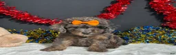 Miniature Poodle dogs for sale: Pluto - Ad 4