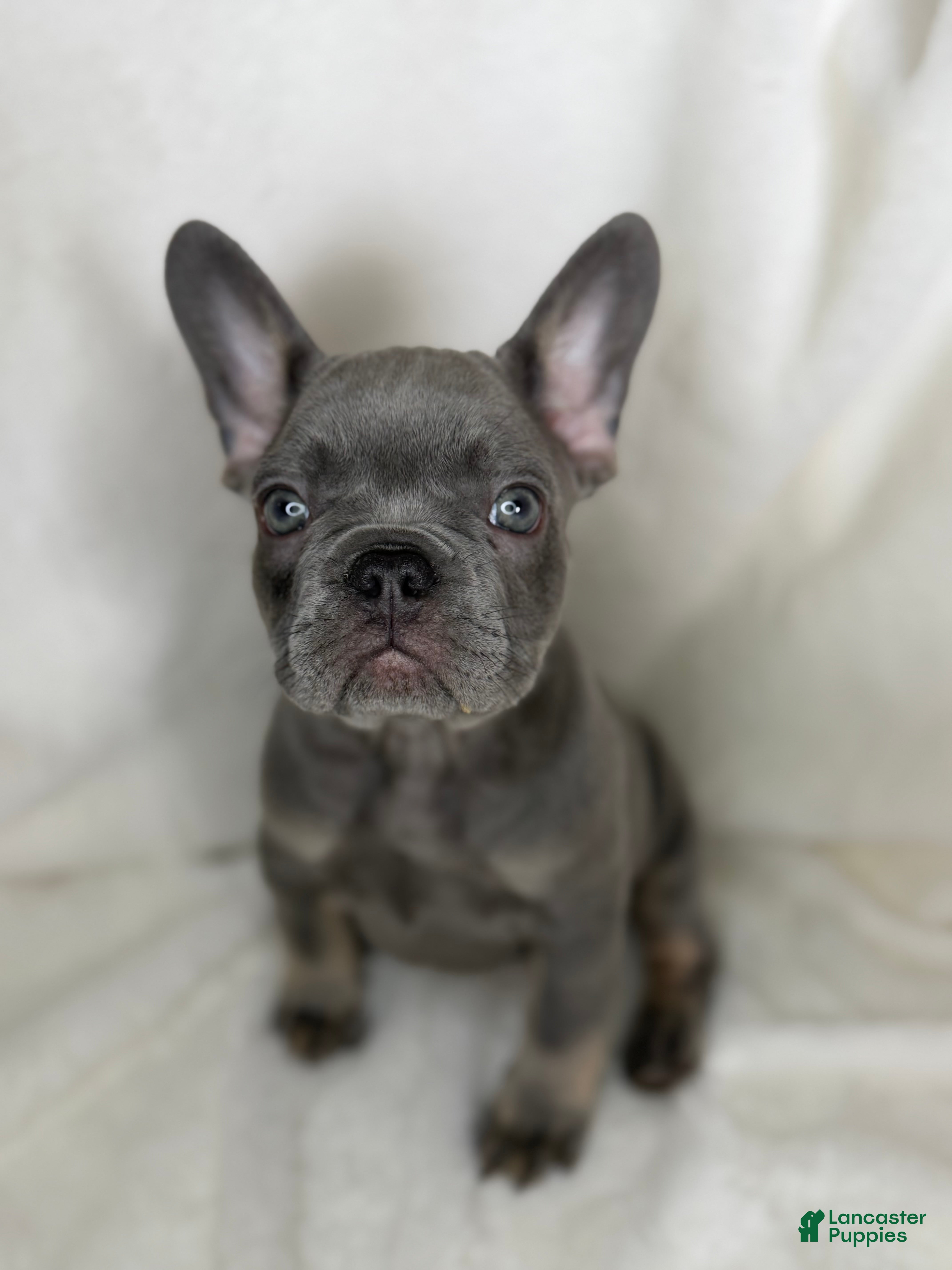 French Bulldog dogs French Bulldog 4 - Ad 34
