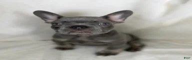 French Bulldog 4