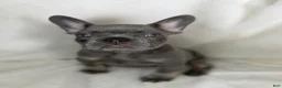 French Bulldog dogs for sale: French Bulldog 4 - Ad 1