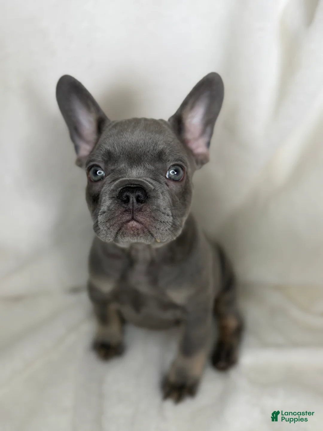 French Bulldog dogs for sale: French Bulldog 4 - Ad 1