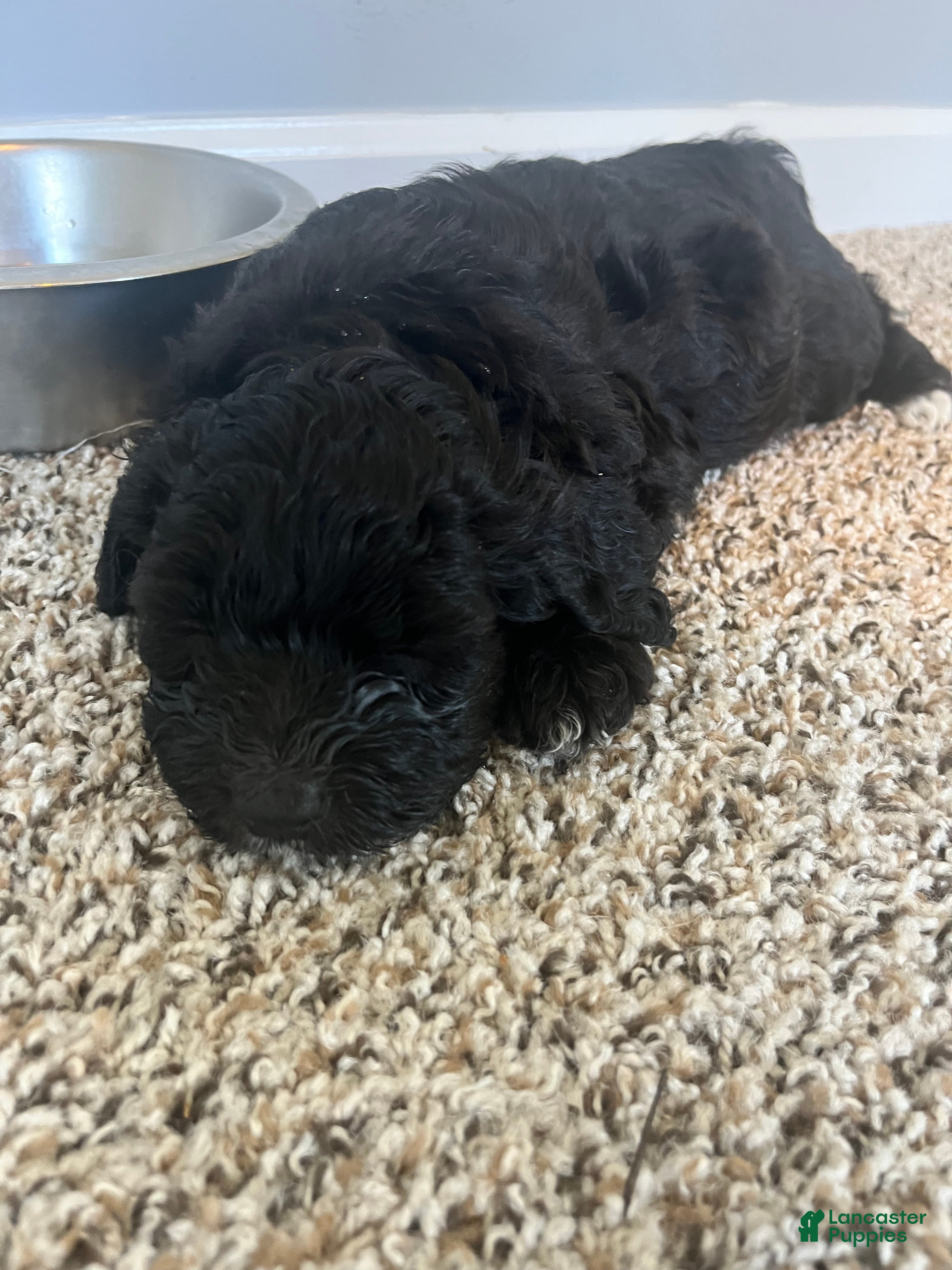 Shihpoo