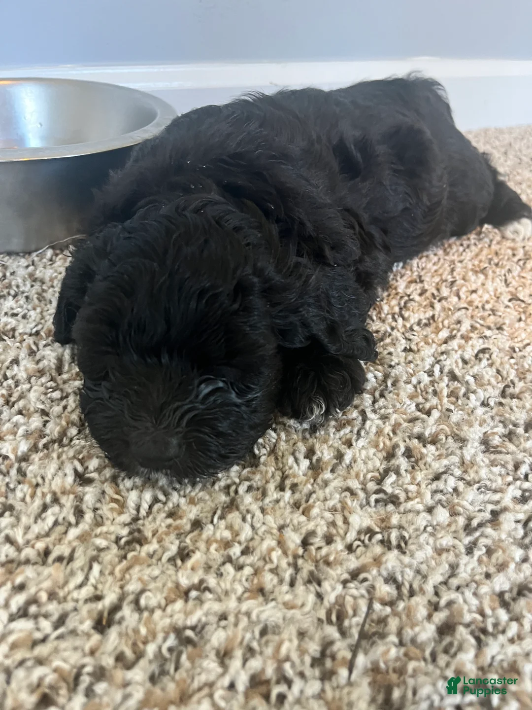 Shihpoo dogs for sale: Shihpoo 2 - Ad 1