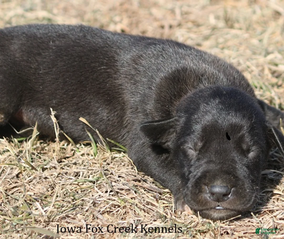 Great Dane dogs for sale: Shadow - Ad 2