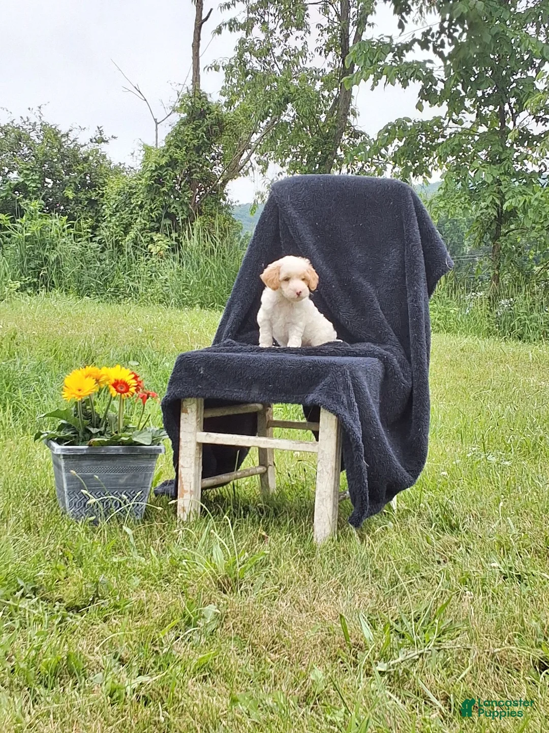 Miniature Poodle dogs for sale: Mack - Ad 3