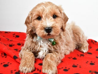 Goldendoodle dogs - Ad 26