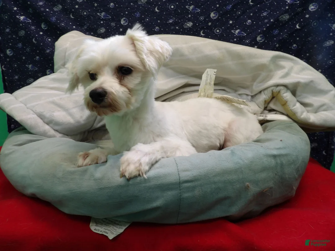 Maltese dogs for sale:  Ceal - Ad 5