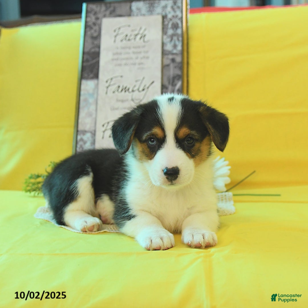 Welsh Corgi Pembroke dogs for sale: Natalie - Ad 3