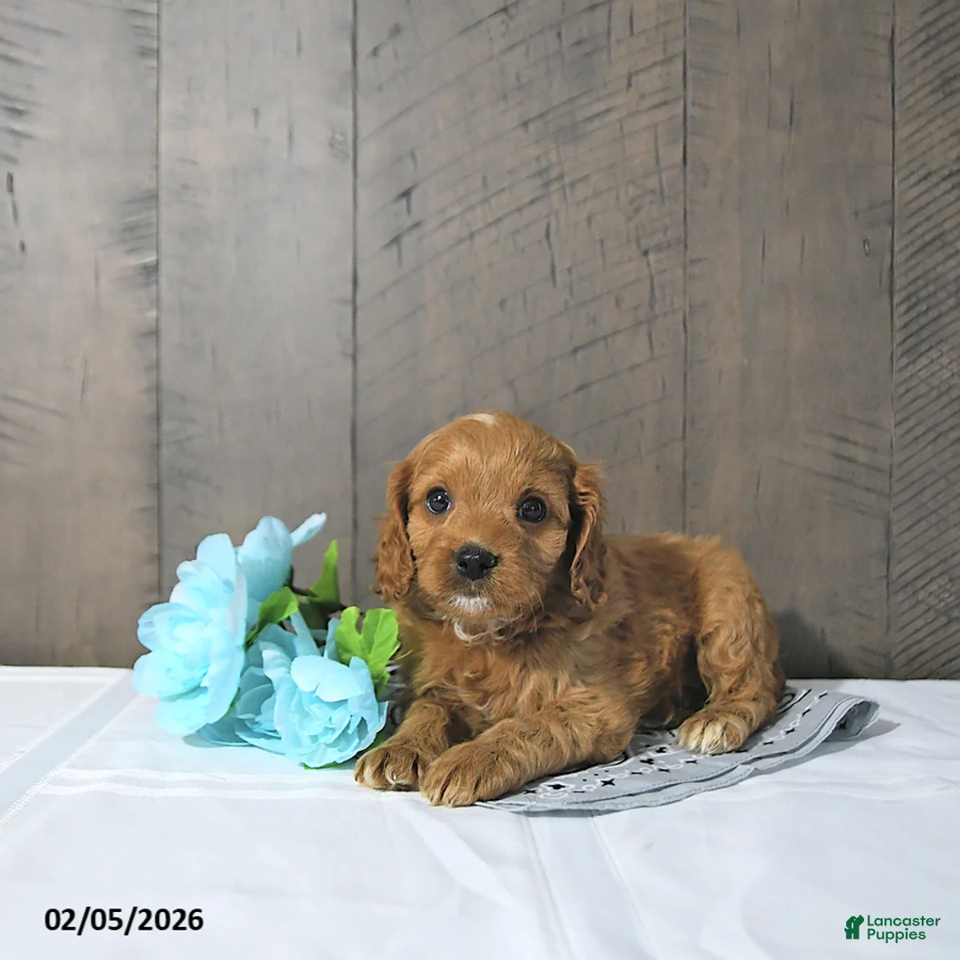 Cavapoo dogs for sale: Finn - Ad 3