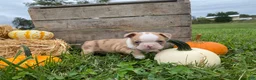 Boston Terrier dogs for sale: Maple - Ad 1