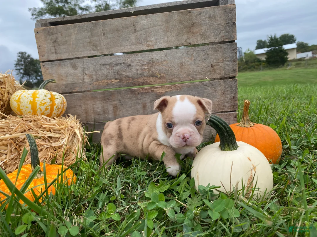 Boston Terrier dogs for sale: Maple - Ad 1