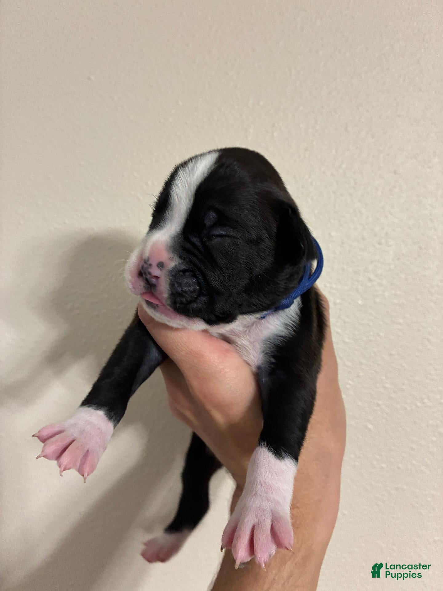 Boxer dogs Blue Collar - Ad 3