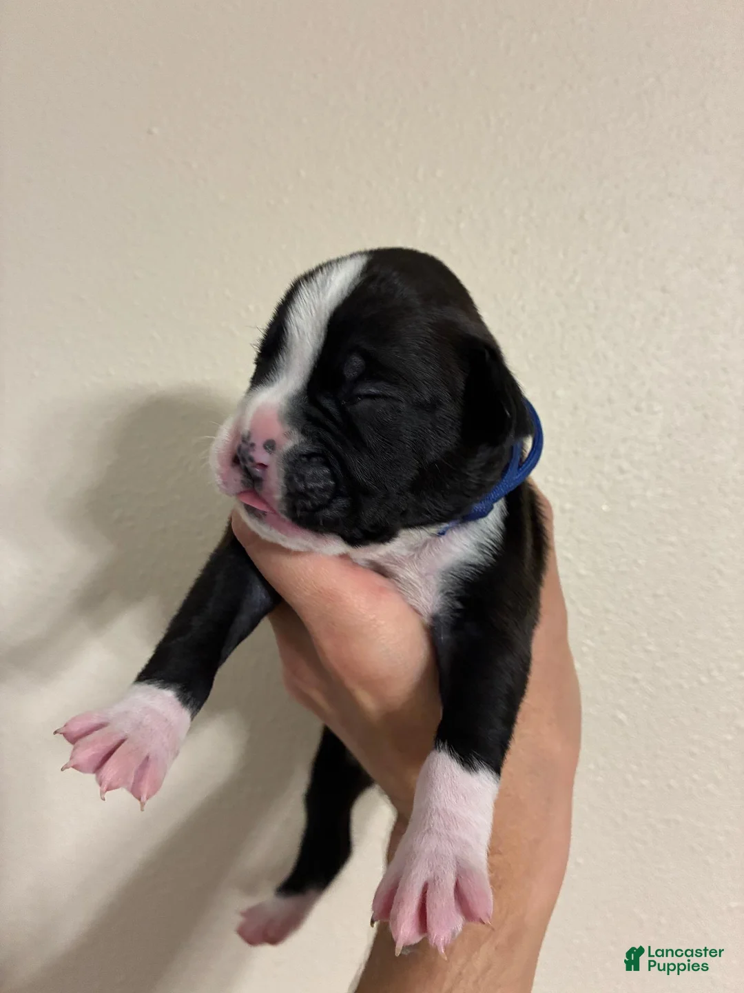Boxer dogs for sale: Blue Collar - Ad 1