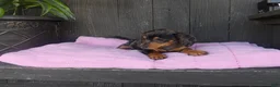 Miniature Dachshund dogs for sale: Roxie - Ad 5