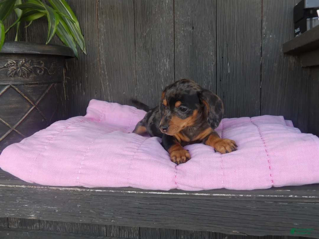 Miniature Dachshund dogs for sale: Roxie - Ad 5