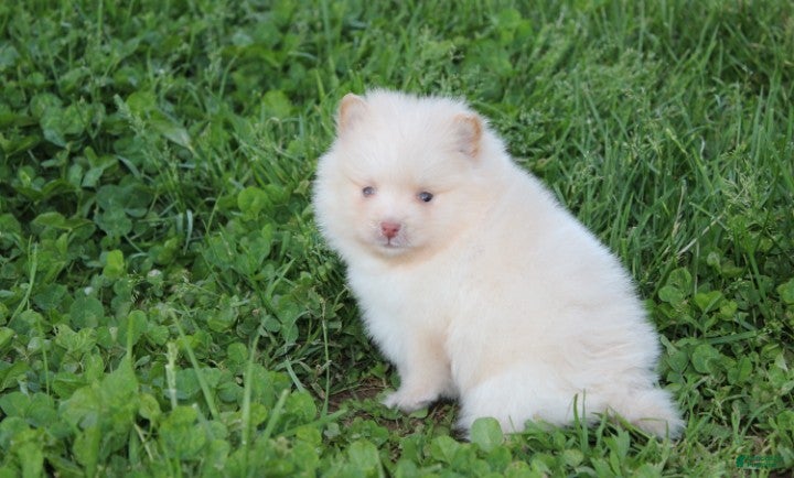 Pomeranian dogs Teddy  - Ad 39