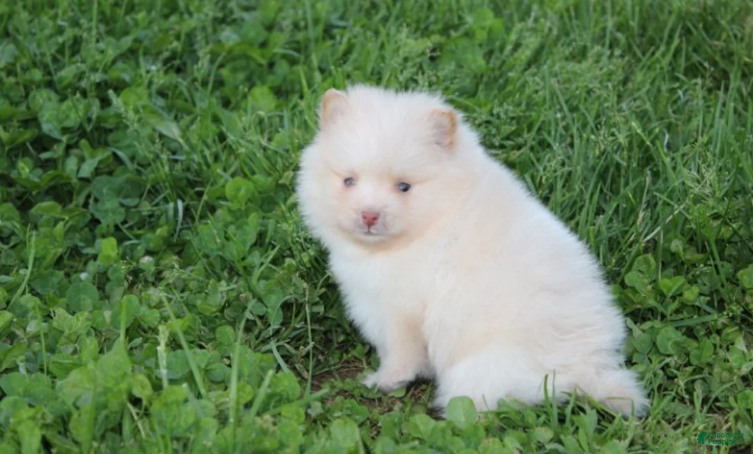 Pomeranian dogs for sale: Teddy  - Ad 1