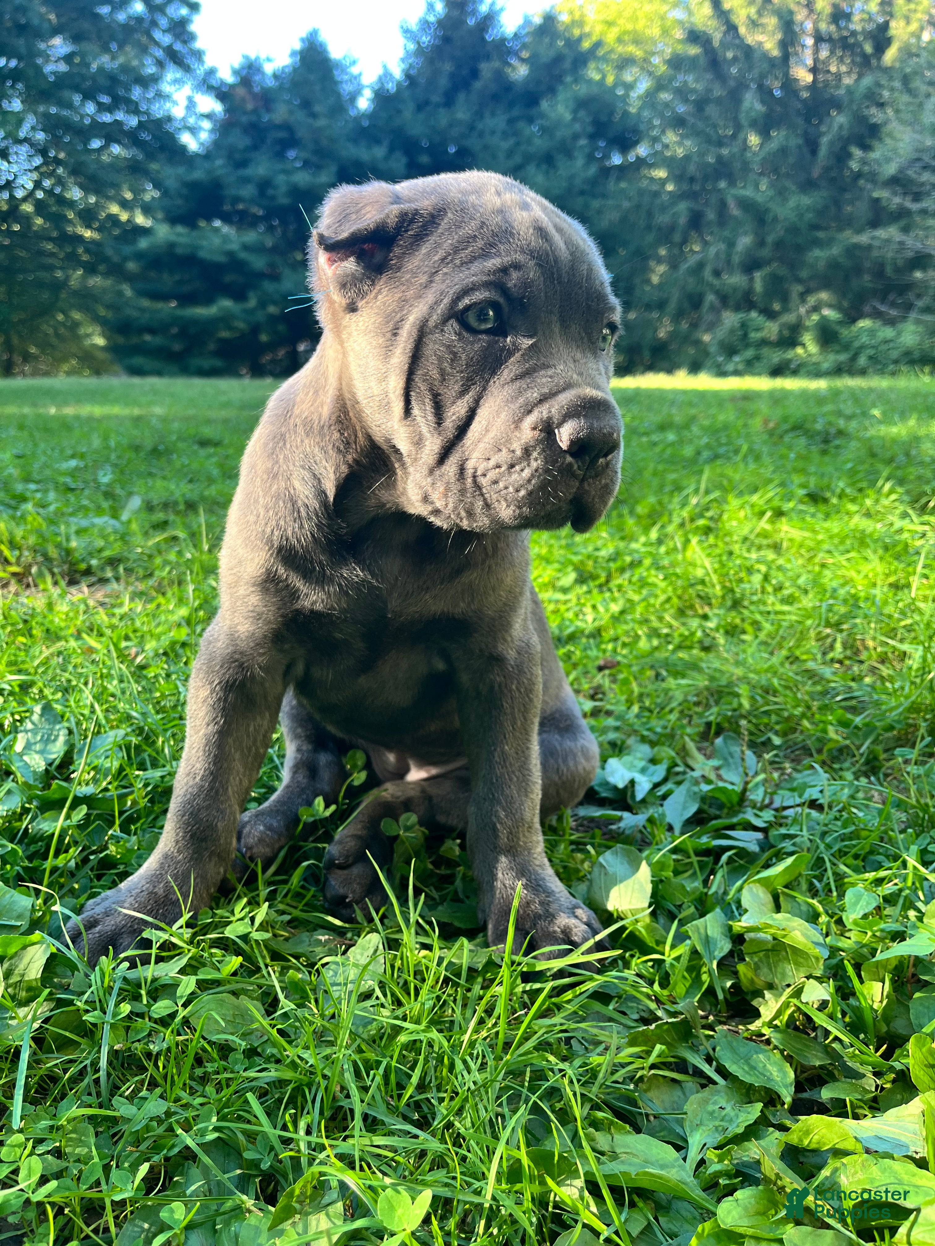 Cane Corso dogs Cane Corso 1 - Ad 1