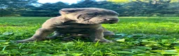 Cane Corso dogs for sale: Cane Corso 1 - Ad 1