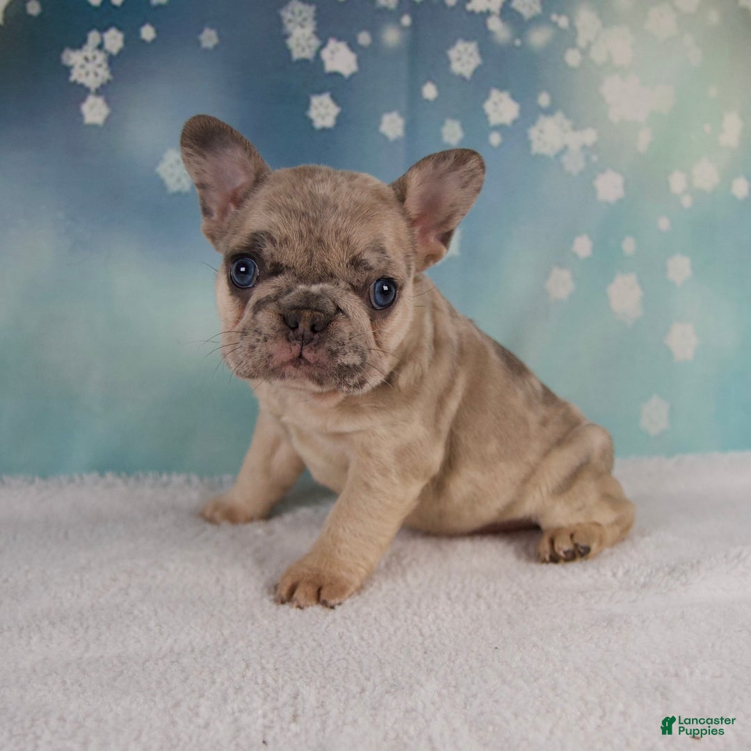 French Bulldog dogs for sale: Macy - Ad 1