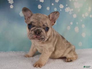 French Bulldog dogs Macy - Ad 32