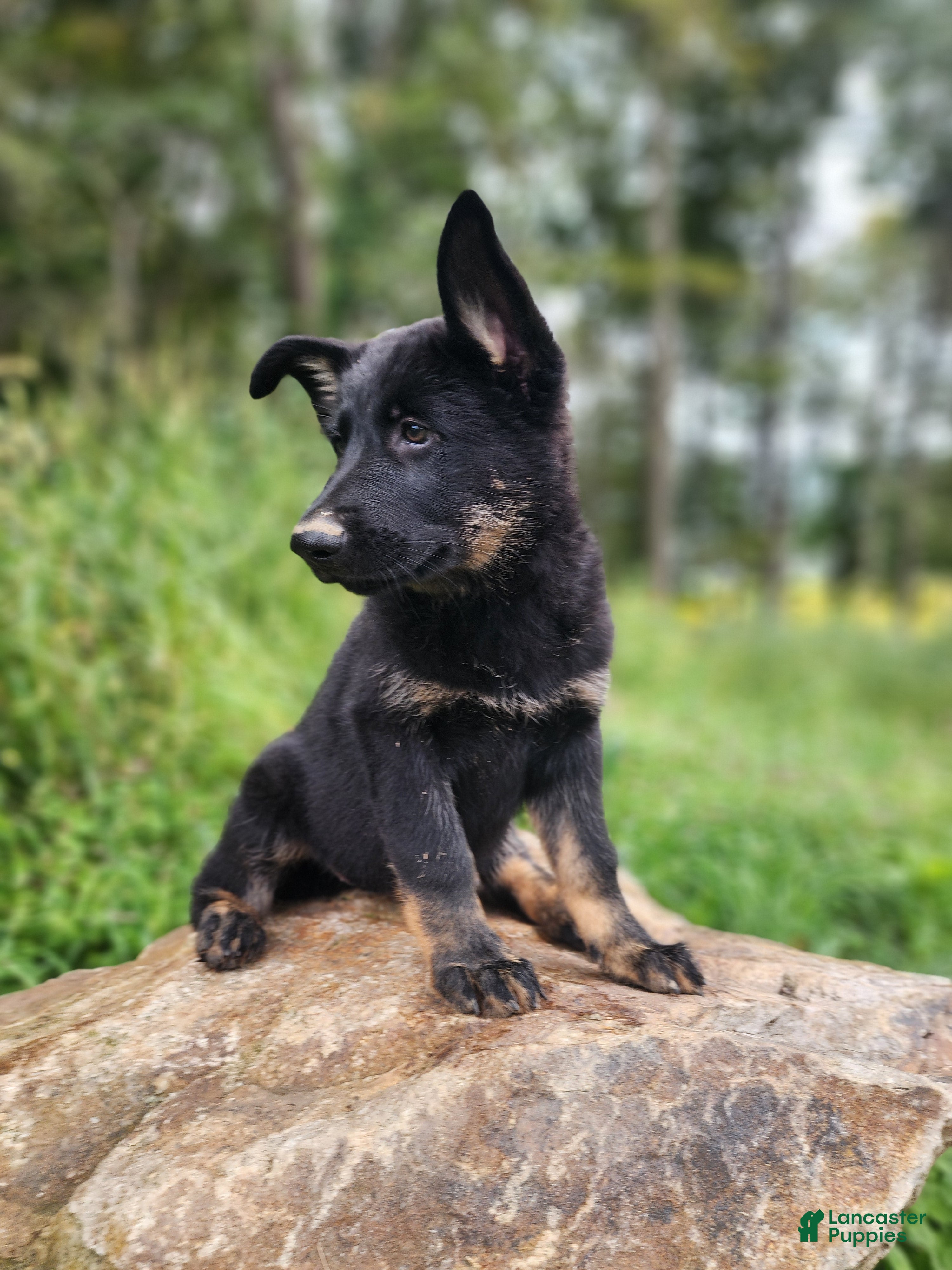German Shepherd dogs  Timba - Ad 2