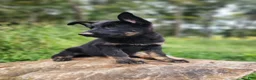 German Shepherd dogs for sale:  Timba - Ad 2