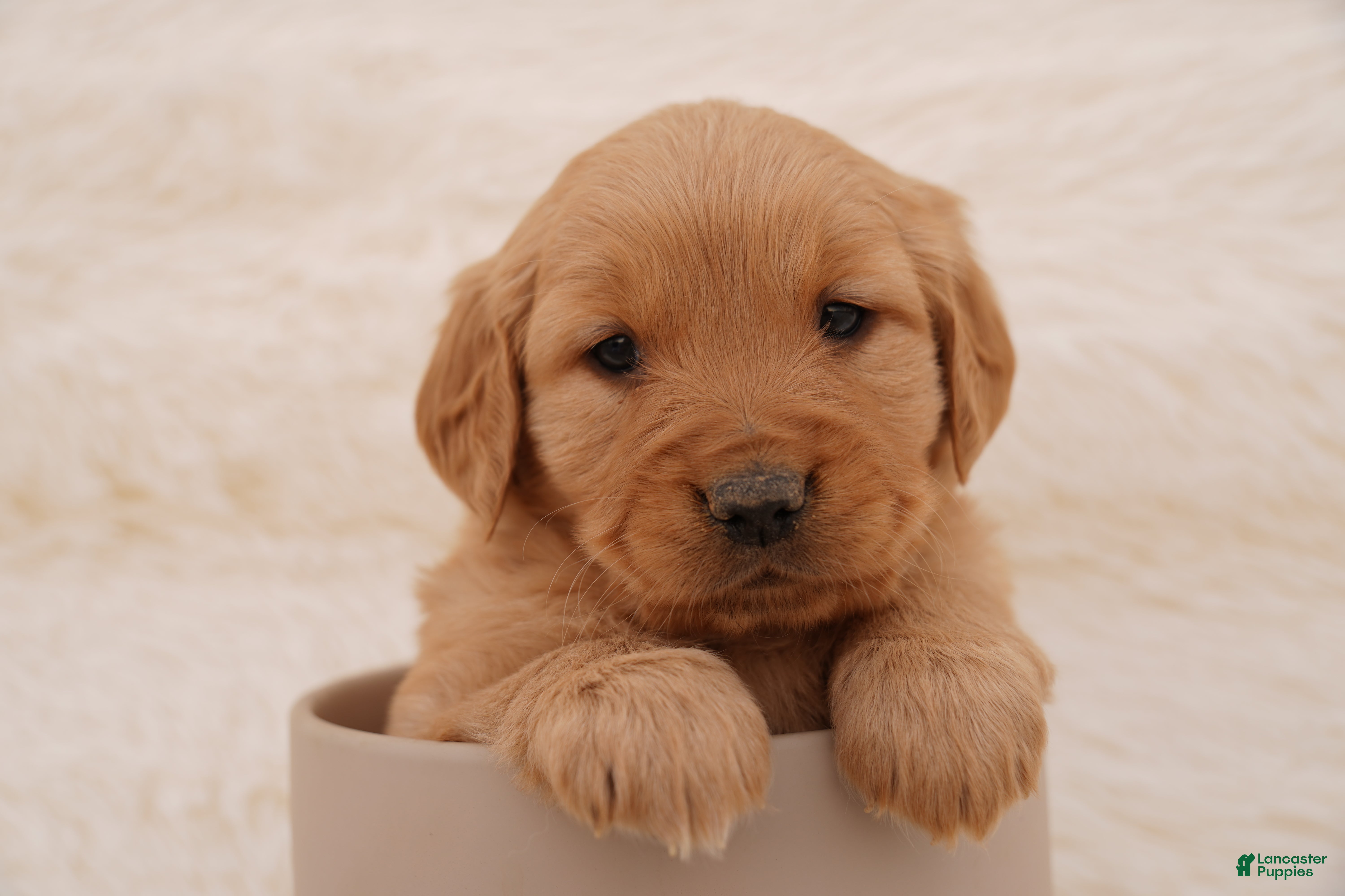 Golden Retriever dogs Zoe - AKC, Genetically Clear - Ad 10