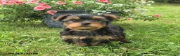 Yorkshire Terrier dogs for sale: Micky - Ad 3