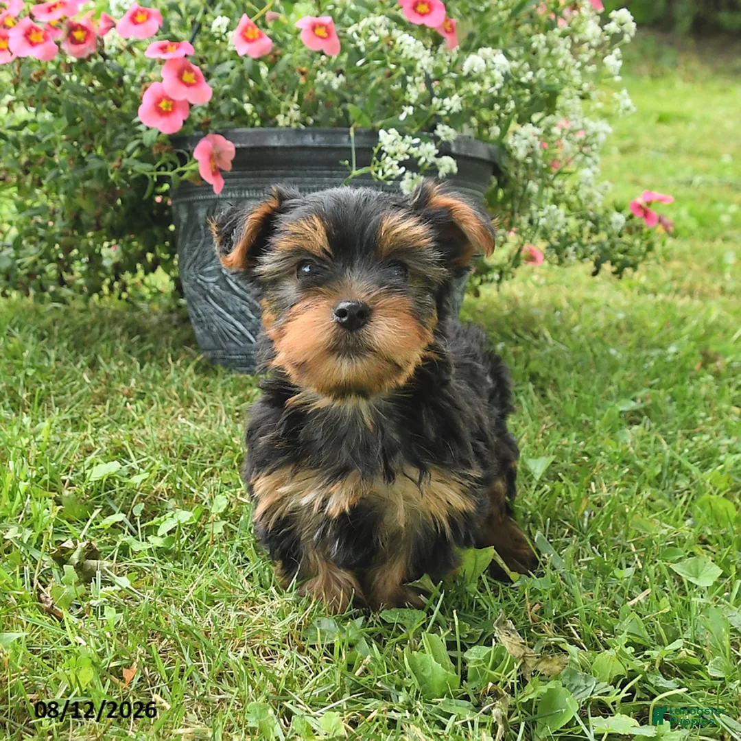 Yorkshire Terrier dogs for sale: Micky - Ad 3