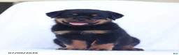 Rottweiler dogs for sale: Balto - Ad 5