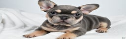 French Bulldog dogs for sale:  Jolly - Ad 5