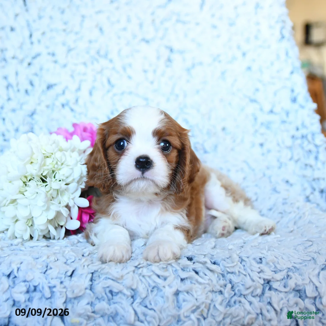 Cavalier King Charles Spaniel dogs for sale: Zach - Ad 1