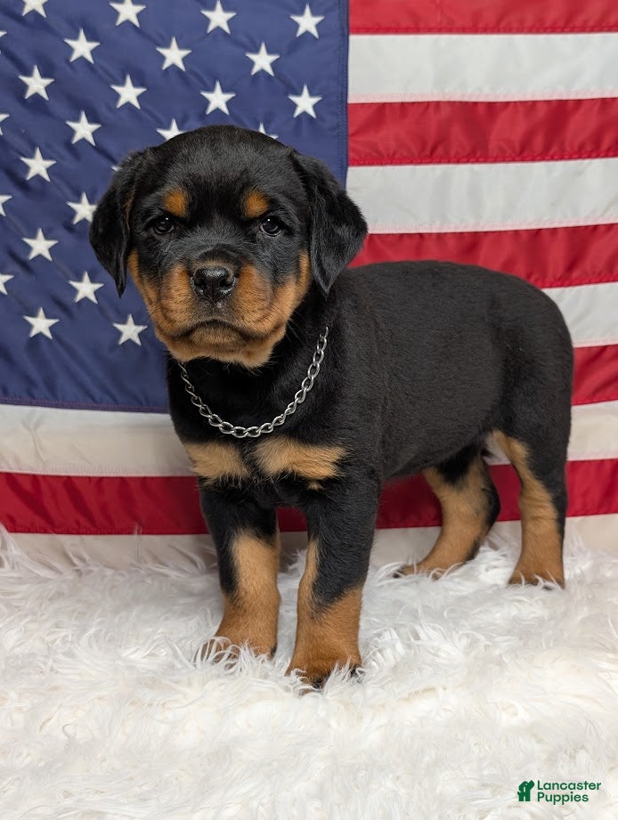 Rottweiler dogs Bonnie - Ad 22