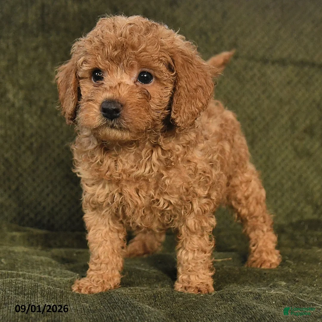Miniature Poodle dogs for sale: Harley - Ad 2