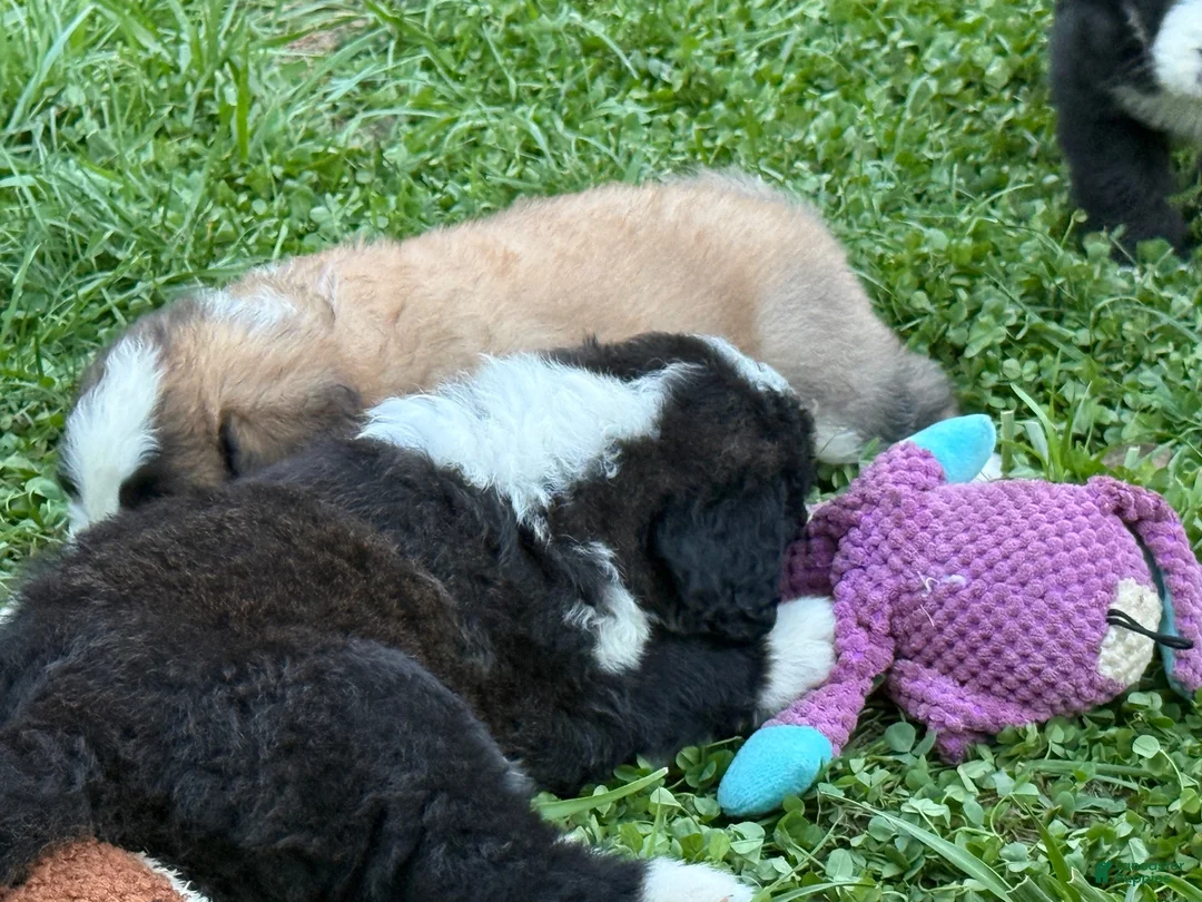 Saint Berdoodles dogs for sale: Saint Berdoodles 6 - Ad 5