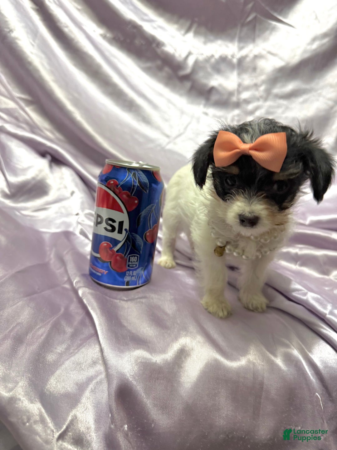 Yorkshire Terrier dogs for sale: Alfredo - Ad 6