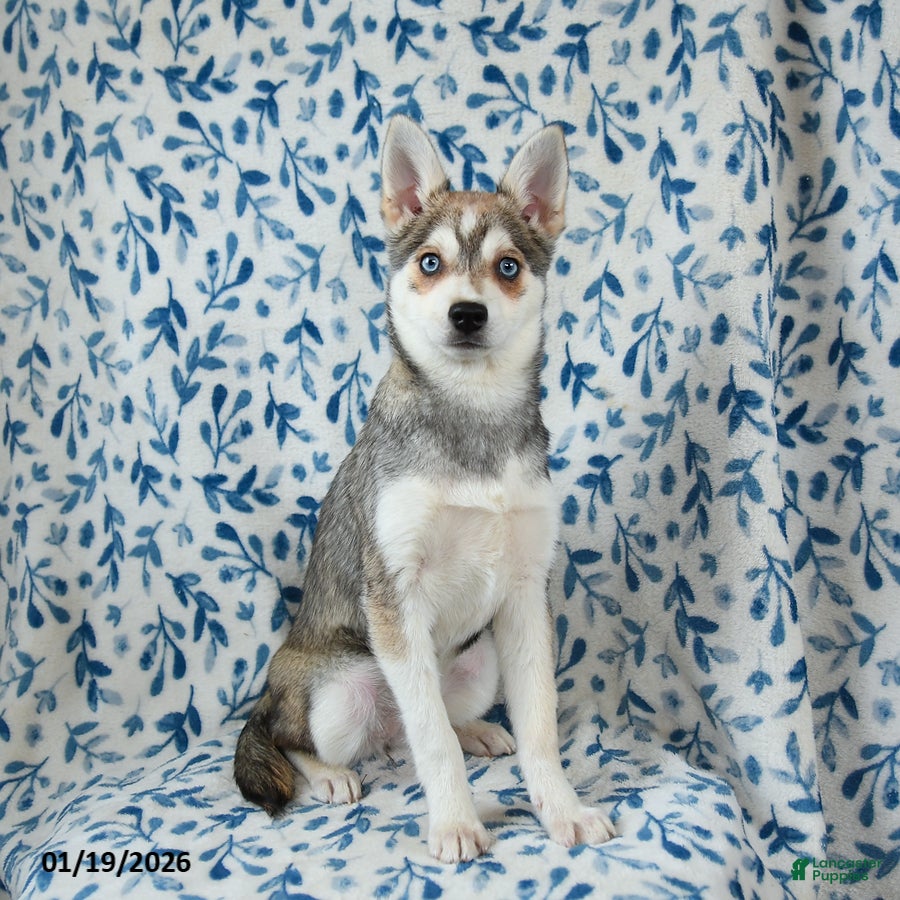 Alaskan Klee Kai dogs Tessa - Ad 3