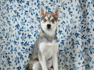 Alaskan Klee Kai dogs Tessa - Ad 3