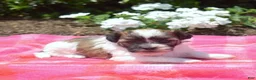 Teddy Bear dogs for sale: Goose  - Ad 5