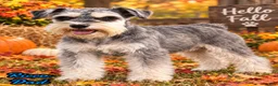 Miniature Schnauzer dogs for sale: Echo Male AKC Mini Schnauzer - Ad 15