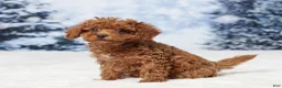 Toy Poodle dogs for sale: Angel - Ad 3