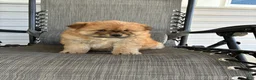 Chow Chow dogs for sale: Lila - Ad 5