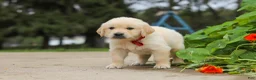 Golden Retriever dogs for sale: Benjie - Ad 5