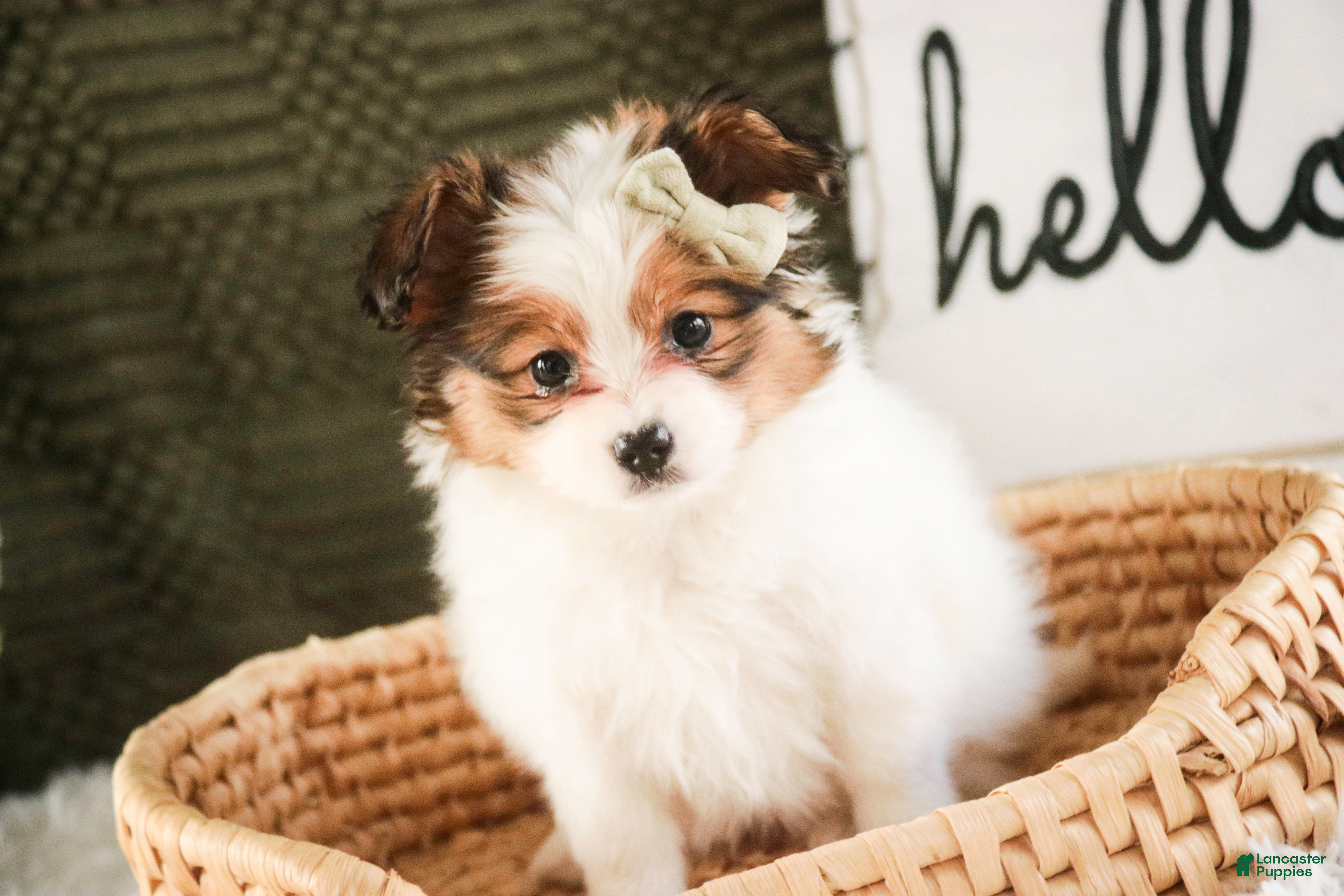 Papillon dogs Lottie - Ad 2