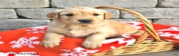 Golden Retriever dogs for sale: Delta - Ad 1