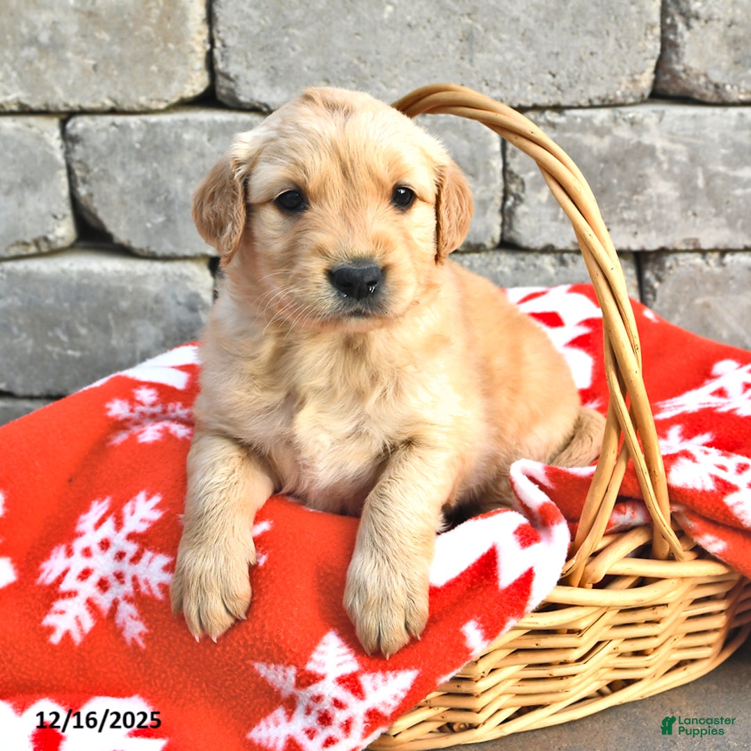Golden Retriever dogs for sale: Delta - Ad 1